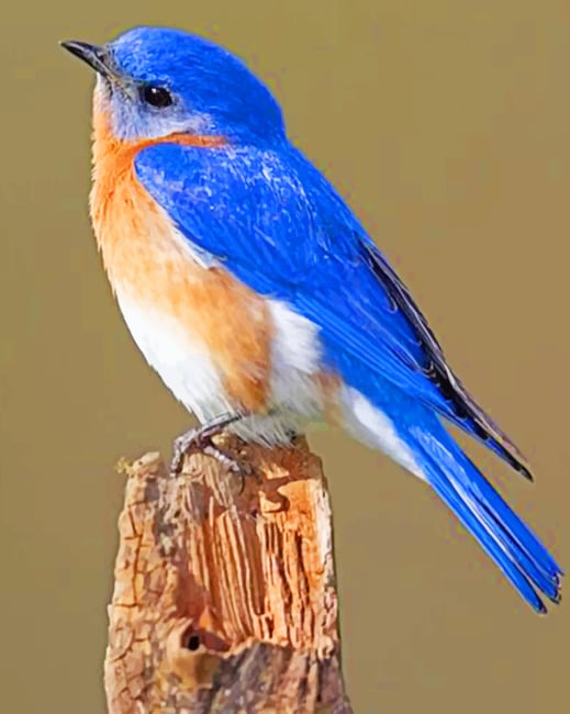 

Eastern Bluebird – Paint By Numbers - 40*50CM, 501 Original