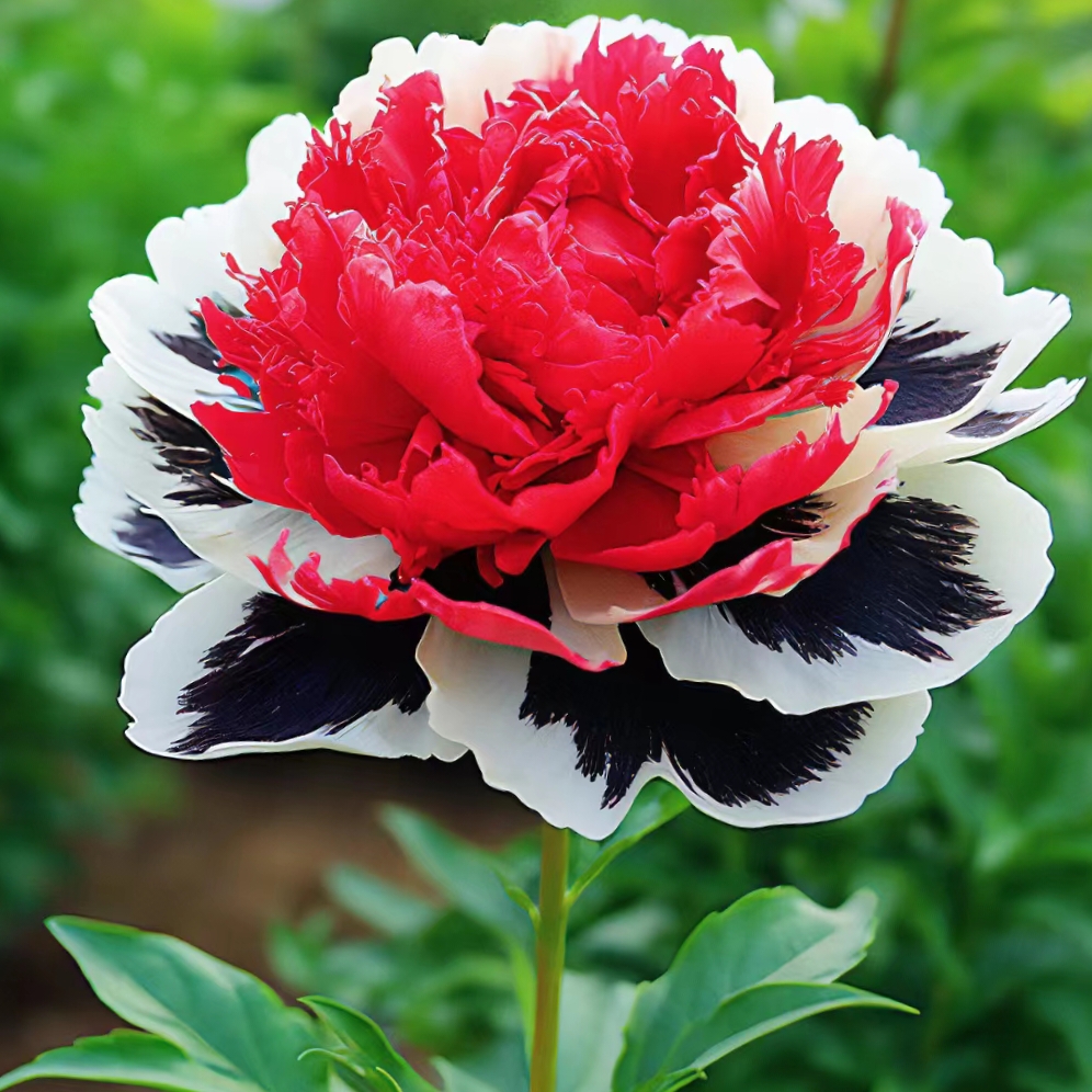 Rare Multicolored Peonies Seeds Jonyparkseed®