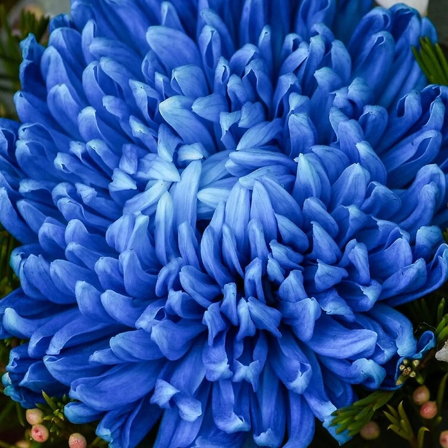 Mixed Spider Mums Flower Seeds-Over 20 Colors