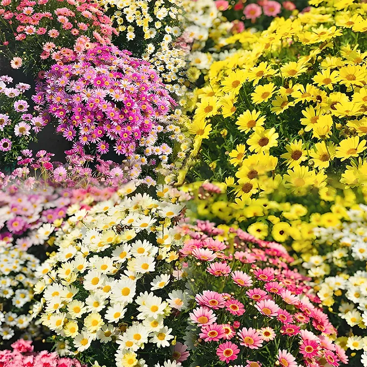 🌼Pest Killer: Pyrethrum Daisy Seeds