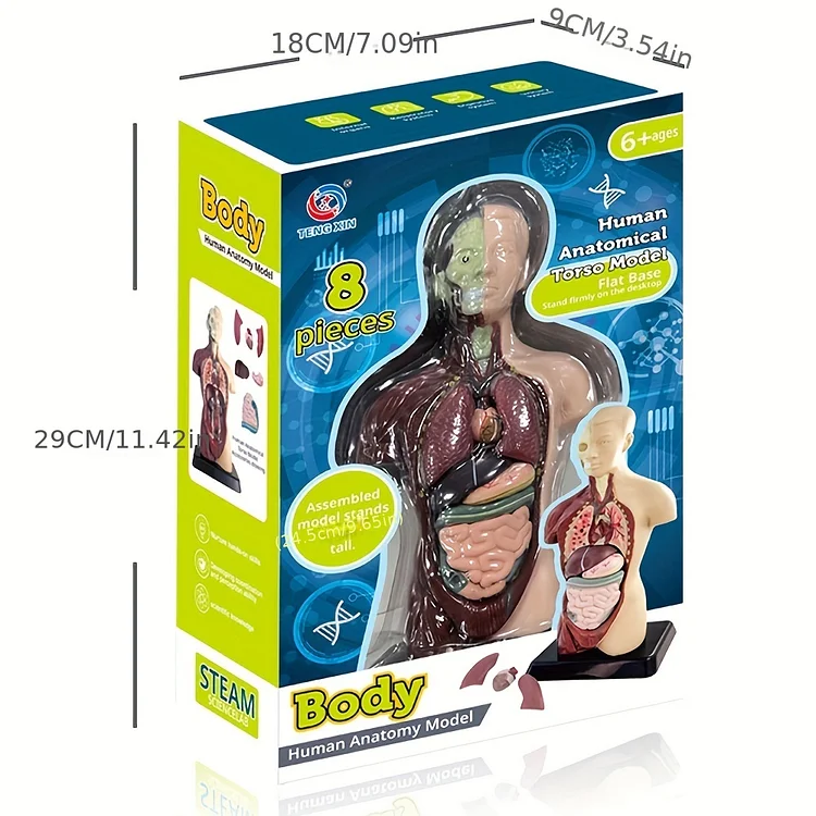 The Body Model Toys, Educational Toys 