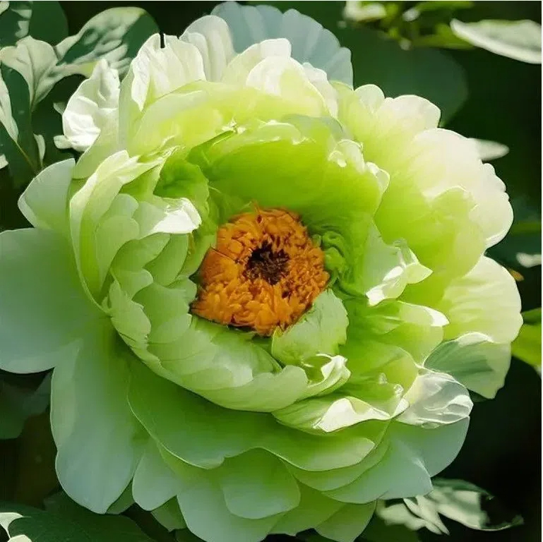 Green Peony Seeds &ndash; Symbol of luck and wealth
