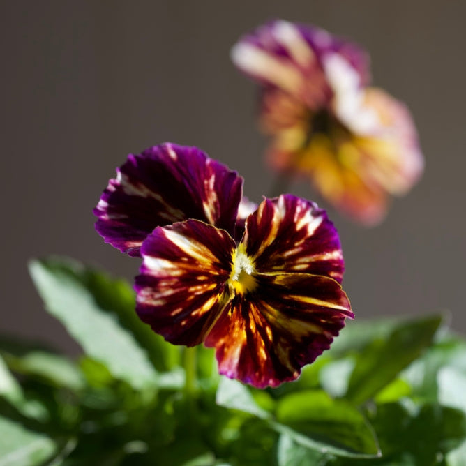 Viola Brush Strokes Flower | X 50 Seeds