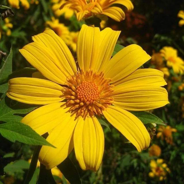 Mexican Sunflower Seeds - Yellow (Tithonia Speciosa Yellow Torch)  Seeds.