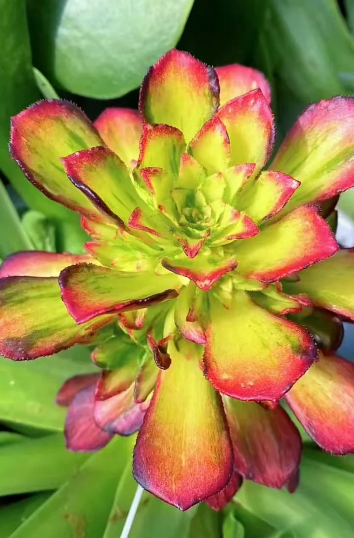 plant Aeonium Echeveria Haworthia  Caudex  Lithops Cactus  Agave 