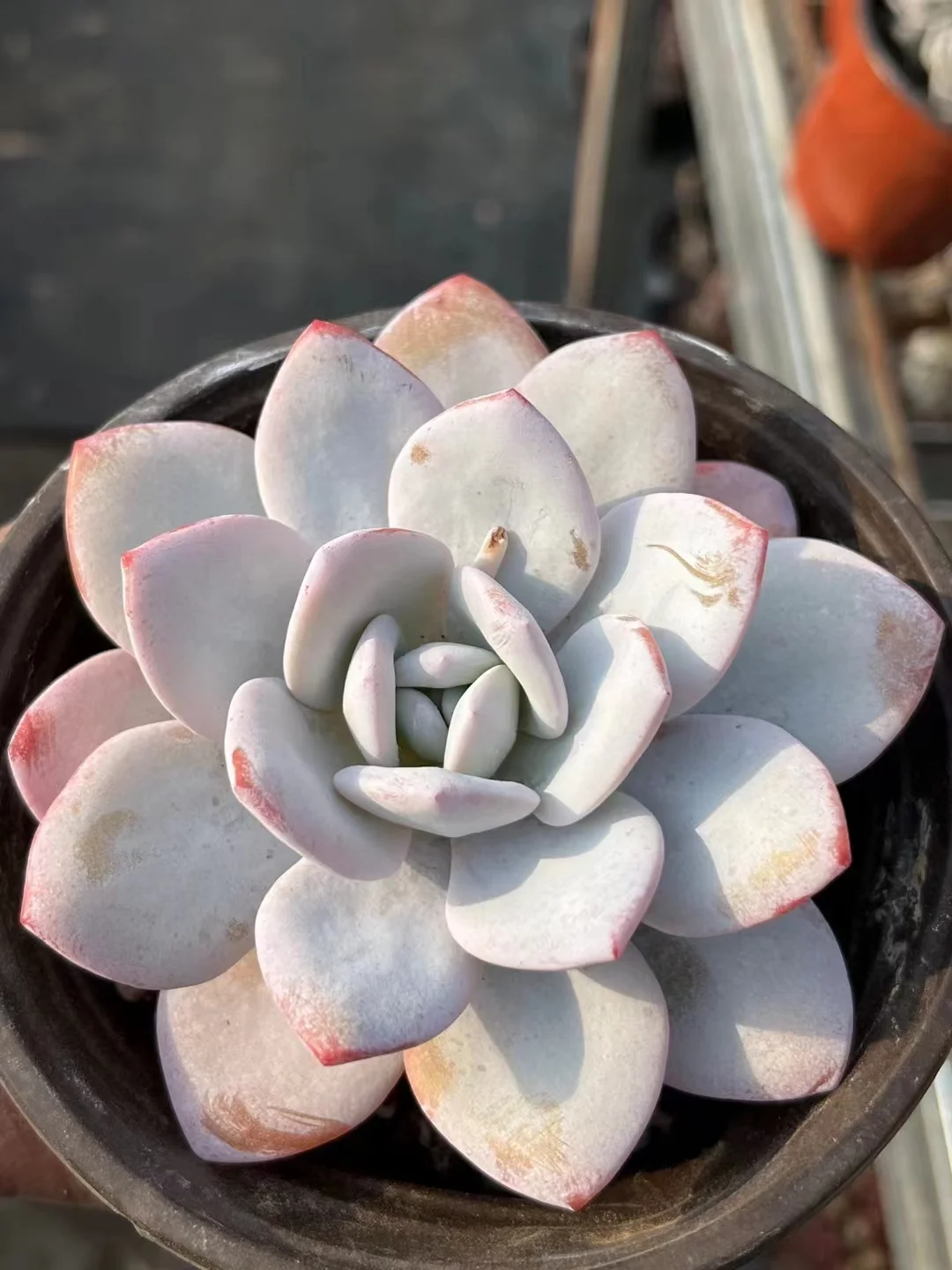 plant Aeonium Echeveria Haworthia  Caudex  Lithops Cactus  Agave 