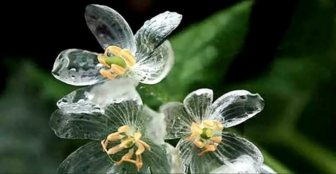 Crystal Flower Seeds