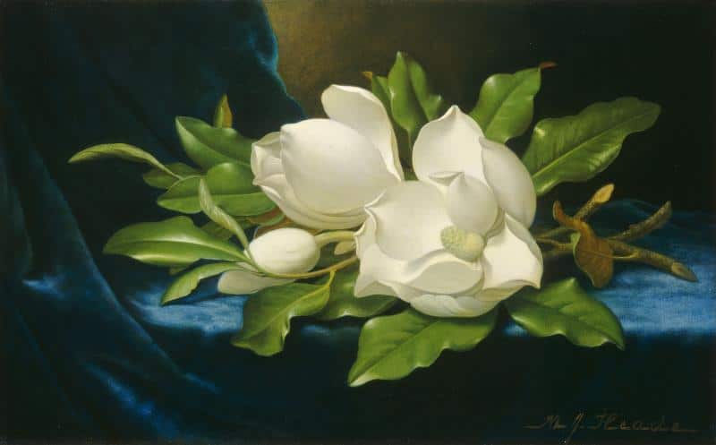 

Magnolias On A Blue Velvet Cloth – Paint By Numbers - 40*50CM, 501 Original