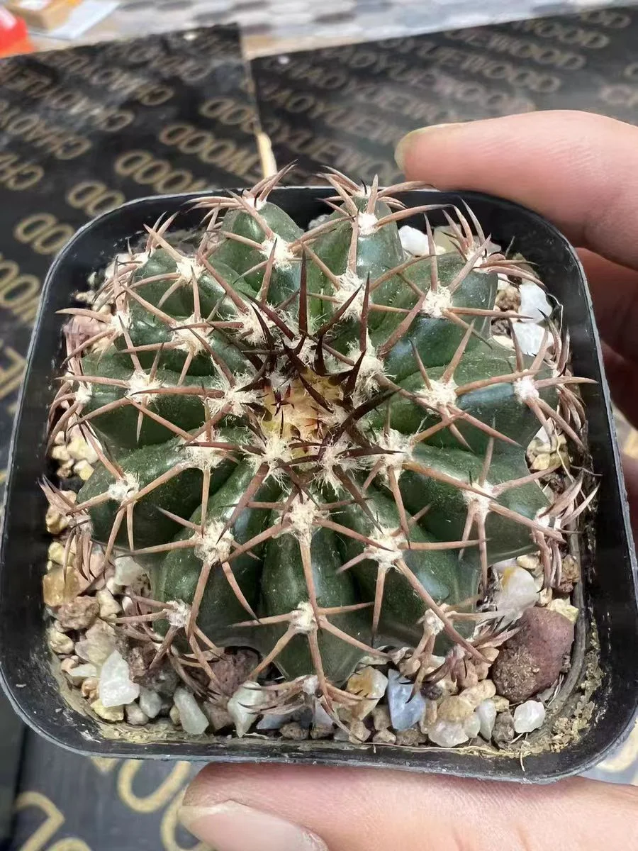 plant Aeonium Echeveria Haworthia  Caudex  Lithops Cactus  Agave 