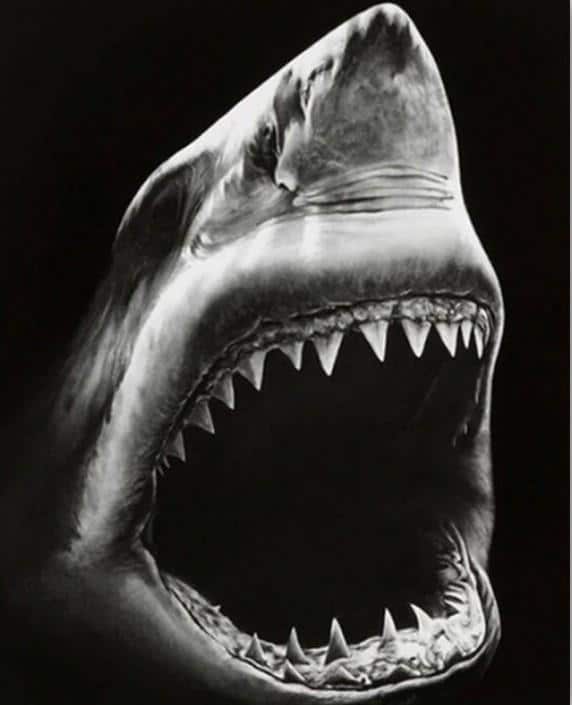 

Black and White Shark – Paint By Numbers - 40*50CM, 501 Original