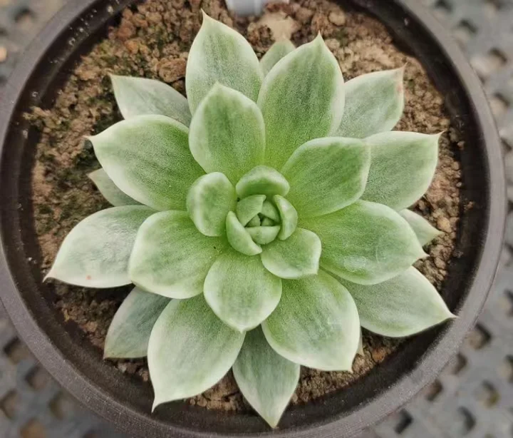 plant Aeonium Echeveria Haworthia  Caudex  Lithops Cactus  Agave 