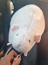 Handmade chubby white rat bag