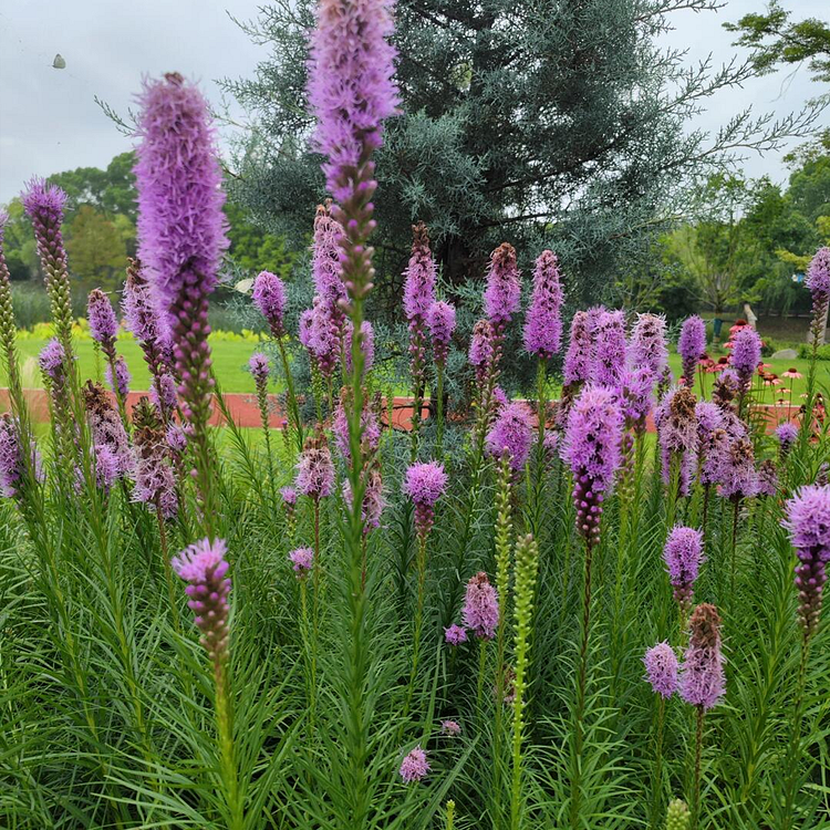 Gayfeather / Blazing Star Seeds