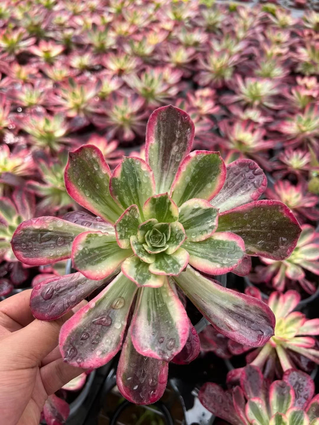 plant Aeonium Echeveria Haworthia  Caudex  Lithops Cactus  Agave 