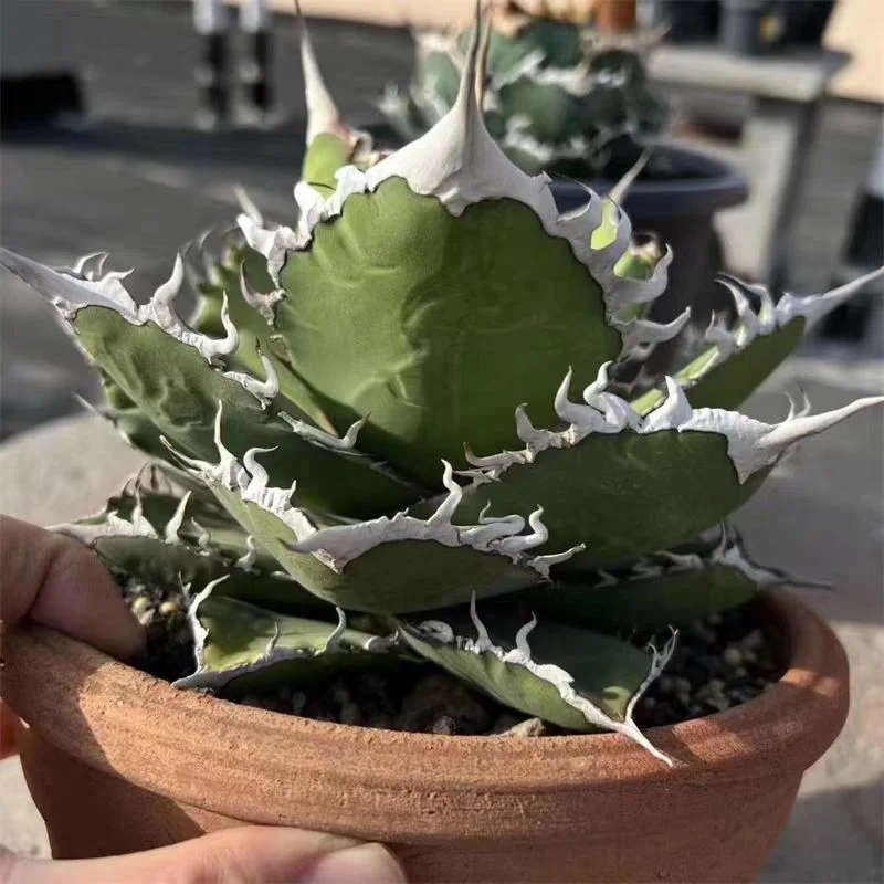 fk4.Agave venom 7cm/Agave plants / Succulent plants / Garden landscape / Carefully select healthy plants