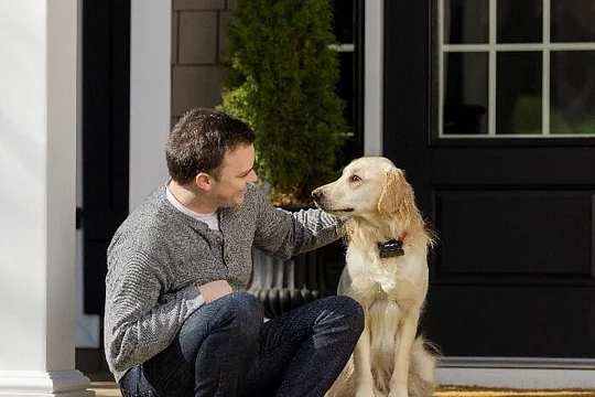 How to Train Your Dog to Use A Pet Fence | PetSafe®