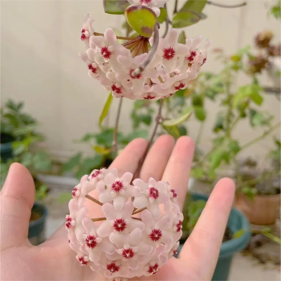 Hoya Seeds - Stars falling from the sky✨