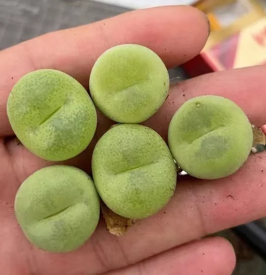 plant Aeonium Echeveria Haworthia  Caudex  Lithops Cactus  Agave 