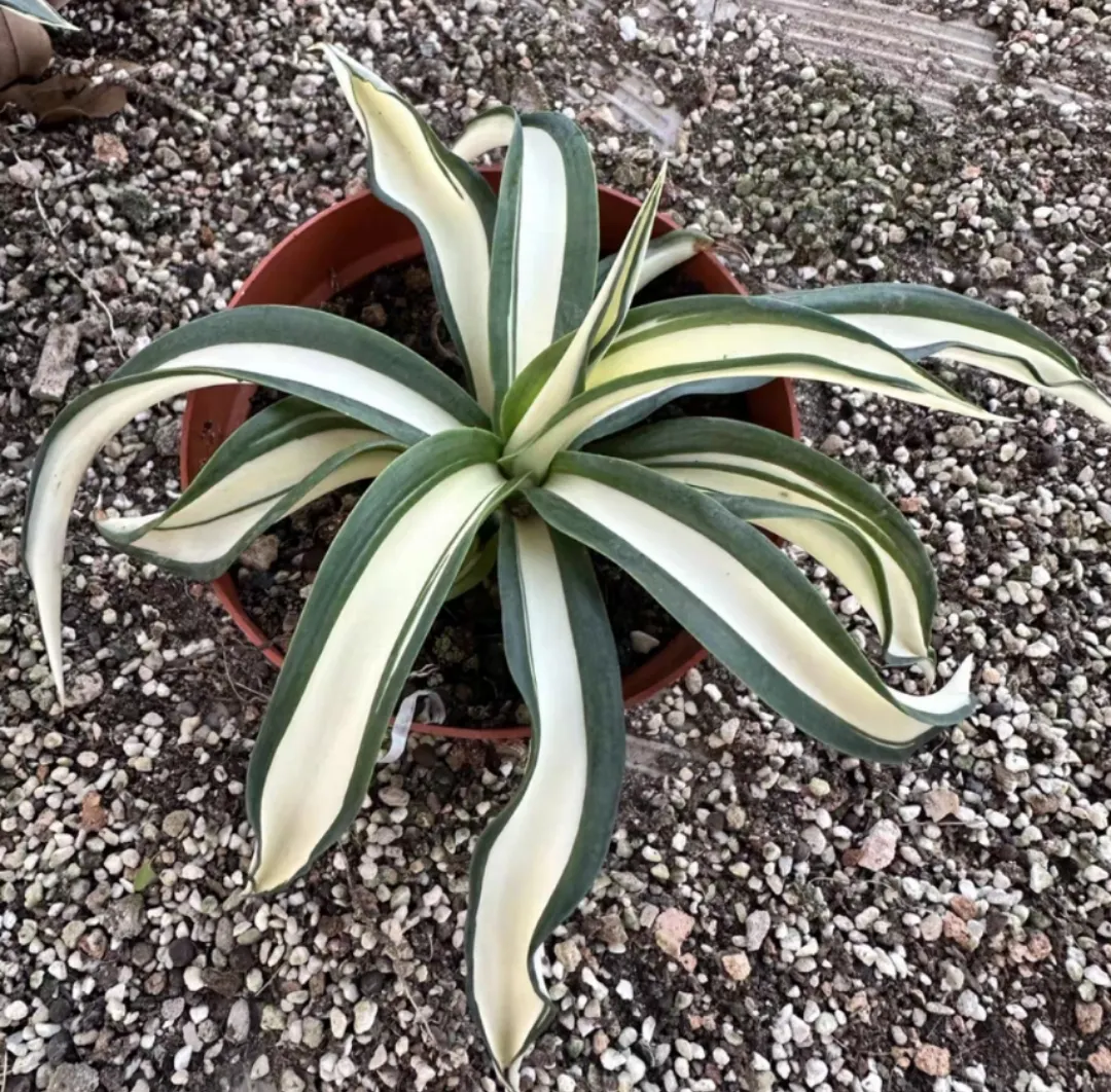 plant Aeonium Echeveria Haworthia  Caudex  Lithops Cactus  Agave 