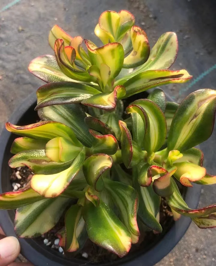 755.  Colorful butterfly  single  head  3-5cm / Echeveria / Succulent plants / Garden landscape / Carefully select healthy plants
