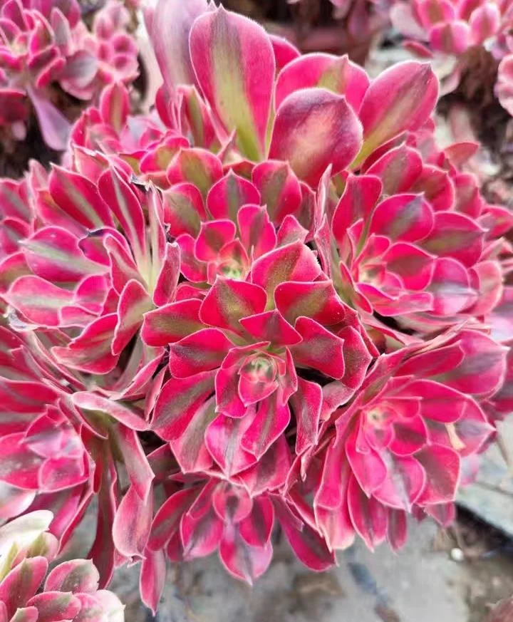 plant Aeonium Echeveria Haworthia  Caudex  Lithops Cactus  Agave 