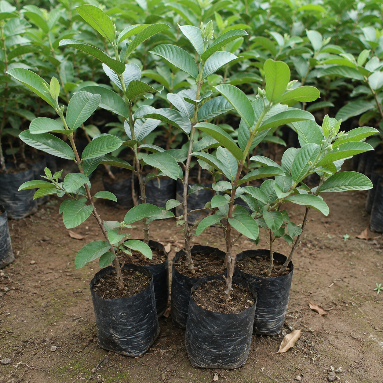 Live Pink Guava Tree Starter – Tropical Fruit Sapling
