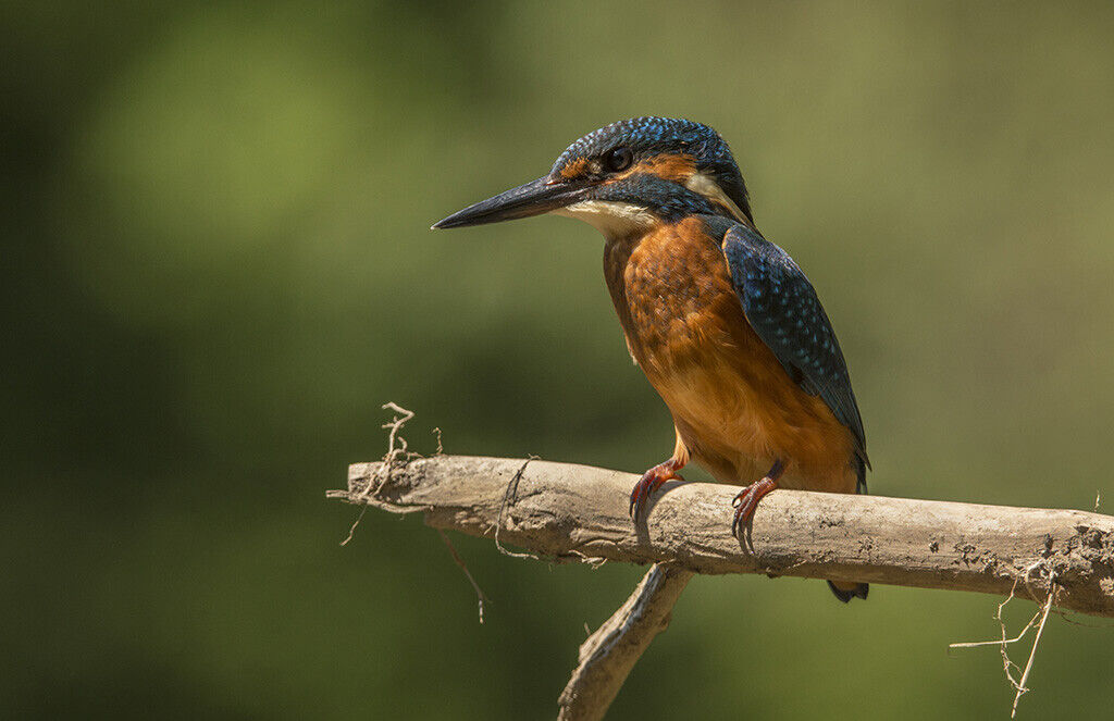 Kingfisher wildlife 12x8 inch print picture