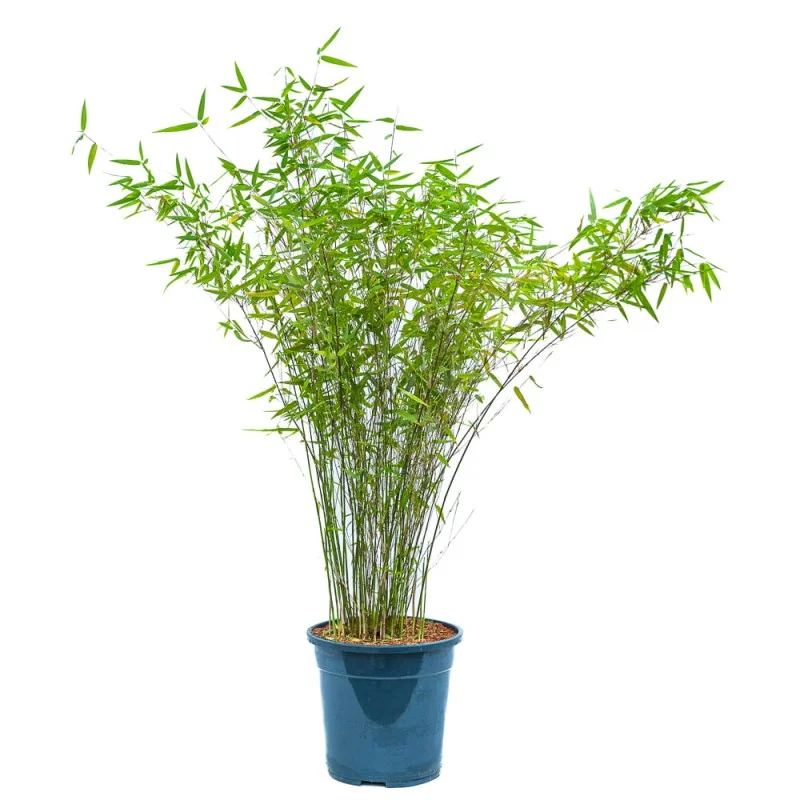 Rare Purple Cold Bamboo