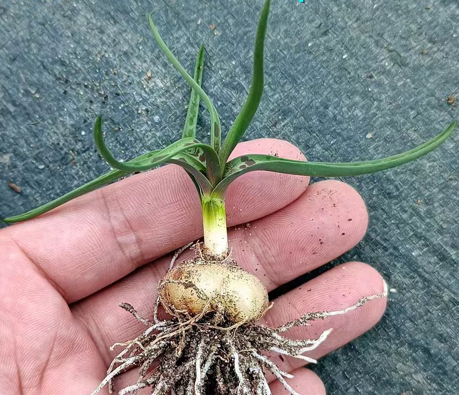 plant Aeonium Echeveria Haworthia  Caudex  Lithops Cactus  Agave 