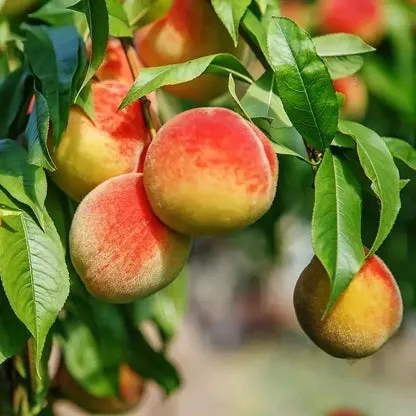 🔥 85K+ SOLD! 🍑 Heirloom "Honey Red" Dwarf Peach Tree Live Seeds