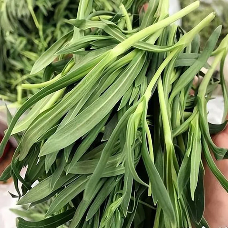 Noodle Leaf Seeds