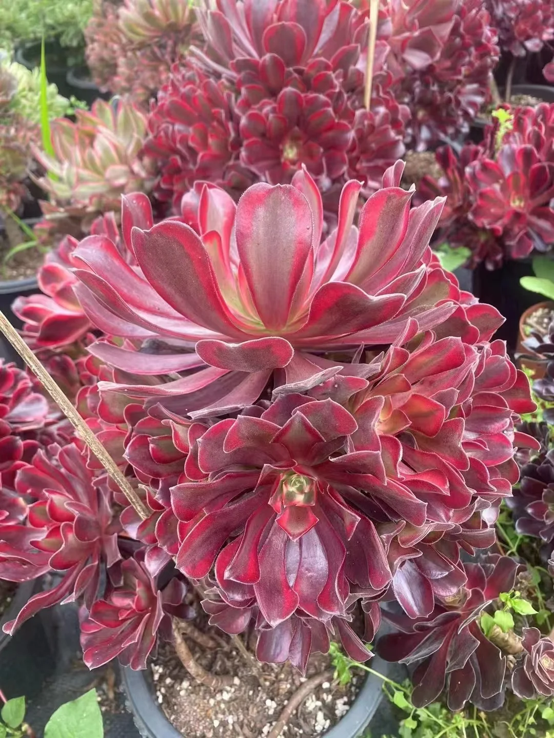 plant Aeonium Echeveria Haworthia  Caudex  Lithops Cactus  Agave 