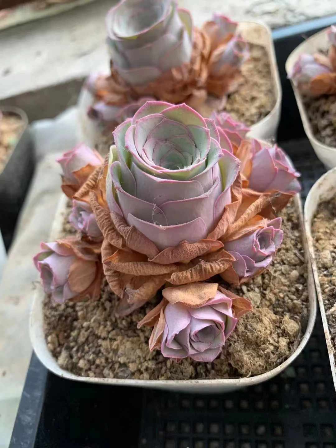 plant Aeonium Echeveria Haworthia  Caudex  Lithops Cactus  Agave 