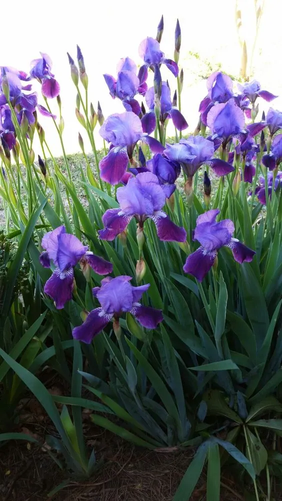 Purple Iris Seeds