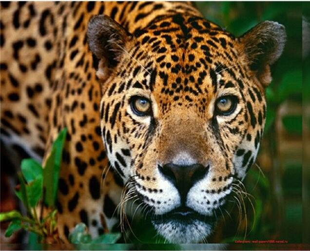 

Leopard in the Forest – Paint By Numbers - 40*50CM, 501 Original