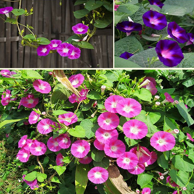 morning glory vine seeds