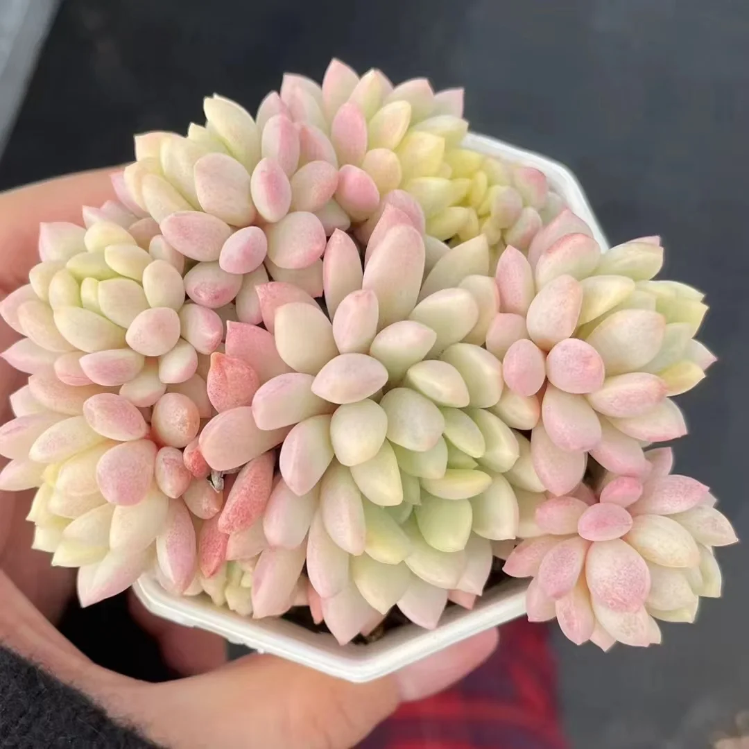 758.  Little red egg variation cluster 5-7cm  / Echeveria / Succulent plants / Garden landscape / Carefully select healthy plants