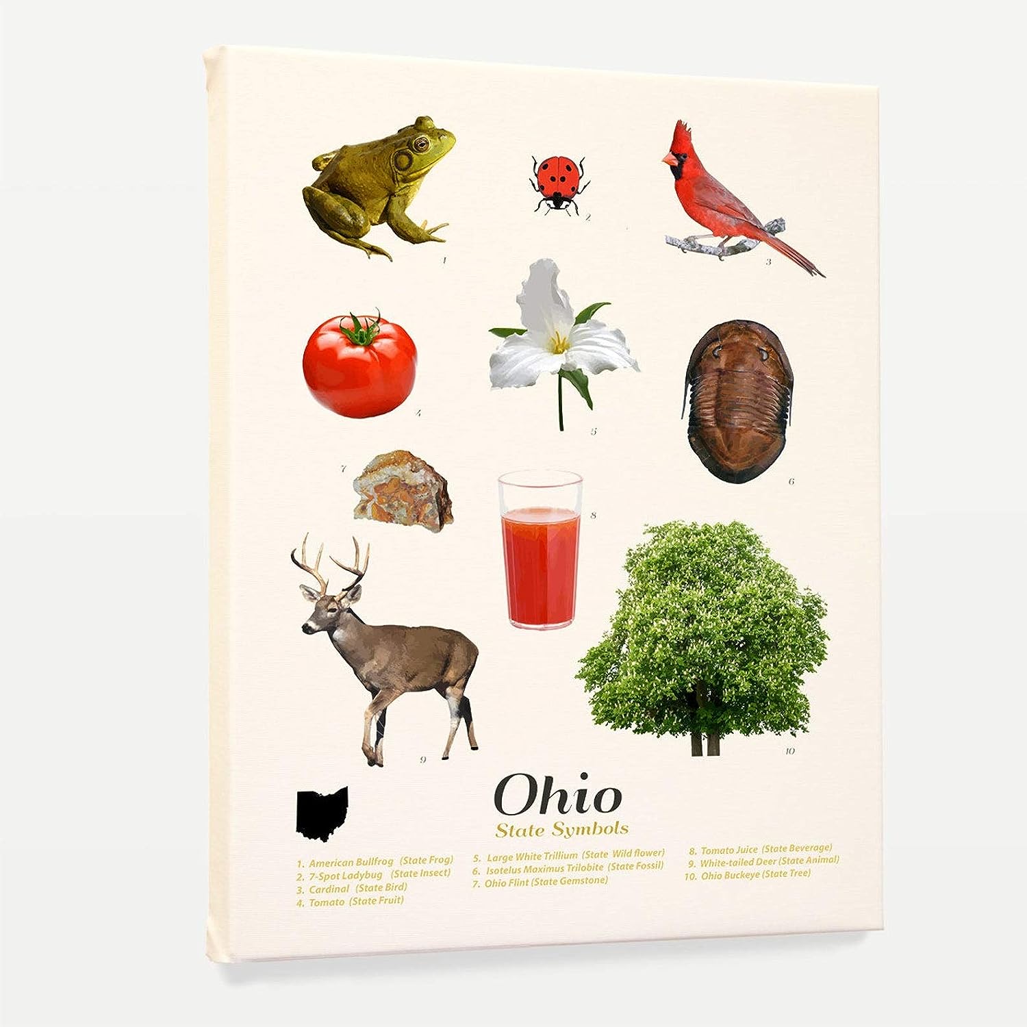 Wunderkammer Studio - Ohio State Symbols Poster Print - Ohio Wall Art - House Home Dcor - Housewarming Gift - 18 x 24 Canvas 18&#034; x 24&#034; Canvas
