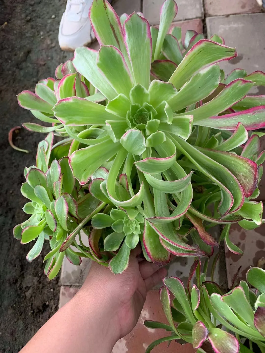 plant Aeonium Echeveria Haworthia  Caudex  Lithops Cactus  Agave 