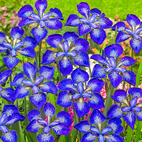 I See Stars Siberian Iris Jonyparkseed®