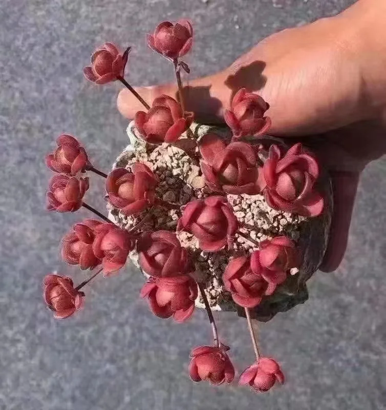 plant Aeonium Echeveria Haworthia  Caudex  Lithops Cactus  Agave 