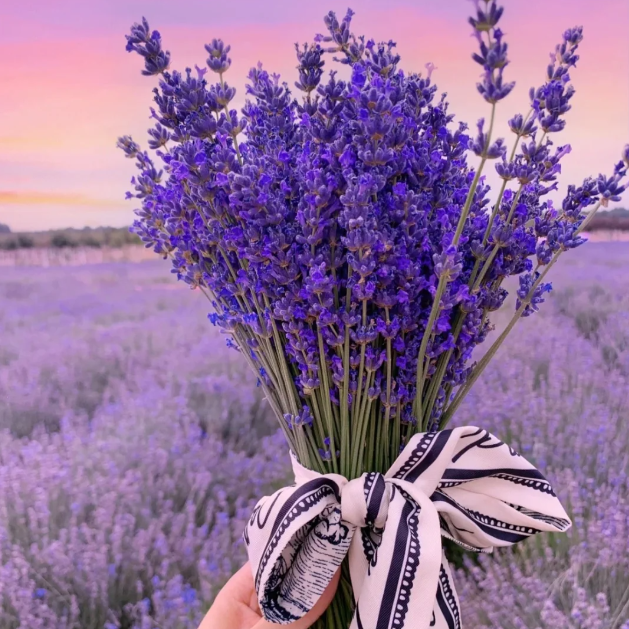 🌿Lavender Seeds Purple Blooming