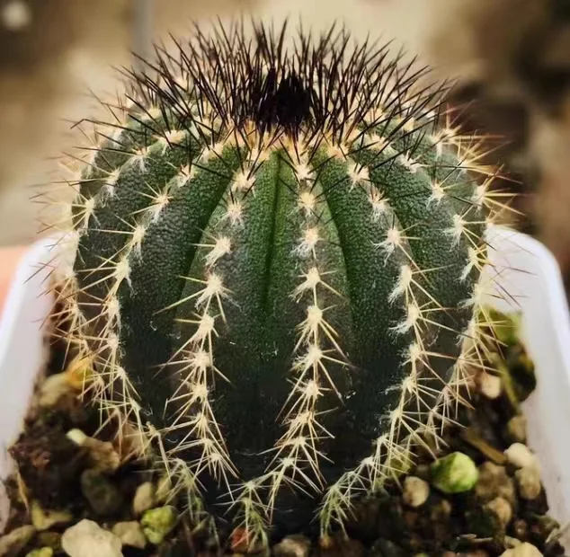 plant Aeonium Echeveria Haworthia  Caudex  Lithops Cactus  Agave 