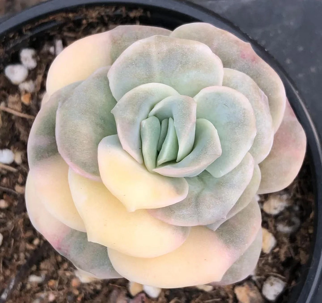 301. cute rose brocade single head 3-4cm / Echeveria / Succulent plants / Garden landscape / Carefully select healthy plants