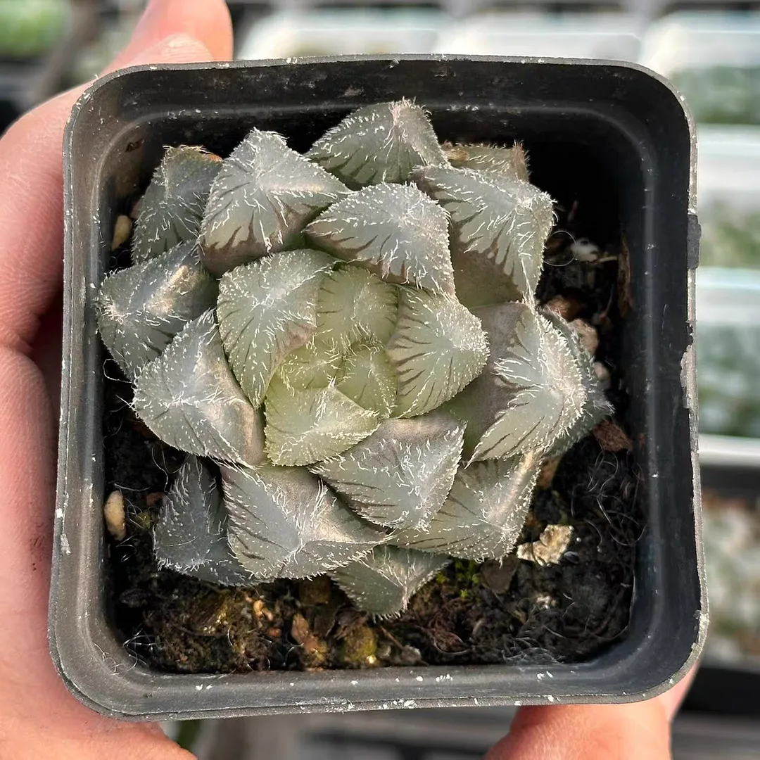 plant Aeonium Echeveria Haworthia  Caudex  Lithops Cactus  Agave 