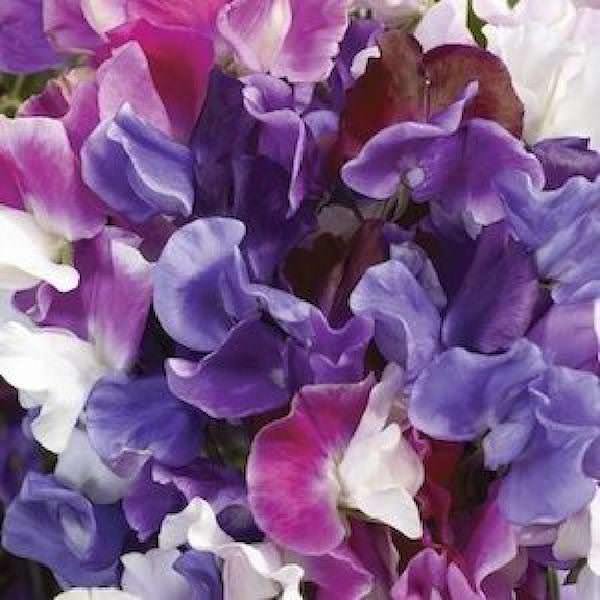 Melody Mix Sweet Pea Seeds