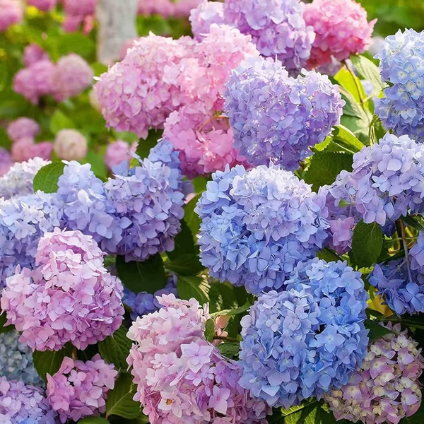 🔥 Limited Edition! Red, White & Blue Hydrangeas for America’s 250th 🇺🇸