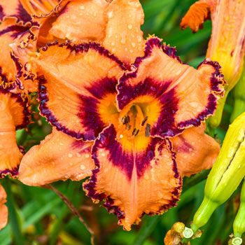 ORANGE DAYLILY HYBRID FLOWERS SEED