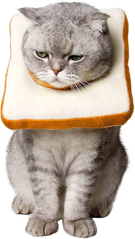 Adjustable Cat Recovery Collar