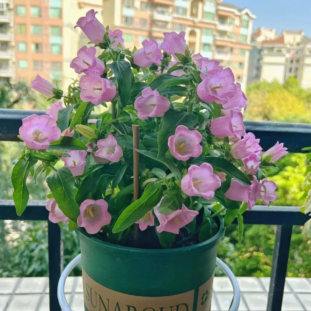Campanula Seeds, Potted Flower Seeds